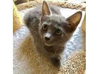 Nocona Russian Blue Kitten Female