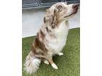 Bru Australian Shepherd Adult Male