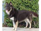 Loki von Lauta German Shepherd Dog Young Male