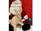 Buttermilk Domestic Shorthair Kitten Male