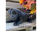Cam Labrador Retriever Puppy Male