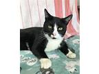Dover Domestic Shorthair Young Male