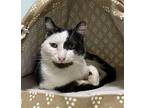 Manny Norton Domestic Shorthair Adult Male