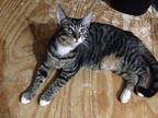 Marvin Domestic Shorthair Adult Male