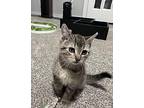 Skeeter Domestic Shorthair Kitten Female