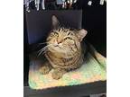 Pallas Domestic Shorthair Adult Male