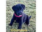 Millie Labrador Retriever Puppy Female