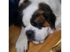 Sampson St. Bernard Senior Male