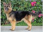 Roxy von Ranis German Shepherd Dog Adult Female