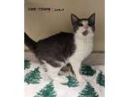 Parker Domestic Shorthair Kitten Male