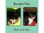 Deku and Navi (Bonded Pair) Domestic Shorthair Senior Female