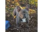 French Bulldog Puppy for sale in Cape Girardeau, MO, USA