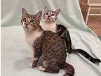 Starling and Sparrow Domestic Shorthair Kitten Female