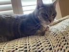 Honey Domestic Shorthair Senior Female