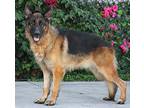 Kody von Kohn German Shepherd Dog Young Male