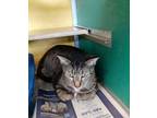 Patrick(Bonded w Piper) Domestic Shorthair Adult Male