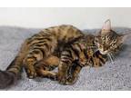 Scarlet (friendly) Bengal Adult Female