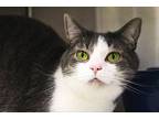 Lilly Domestic Shorthair Adult Female