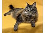 Molly Domestic Longhair Senior Female