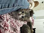 Harvey Domestic Shorthair Kitten Male