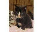 Patsy Domestic Mediumhair Kitten Female