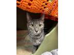 Chily Domestic Shorthair Adult Female