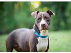 Wraith American Pit Bull Terrier Young Female