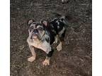 CANNON English Bulldog Adult Male