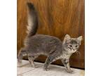 Miss Willow Maine Coon Kitten Female