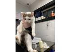 Patrick Domestic Shorthair Young Male