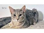 Brie Domestic Shorthair Kitten Female