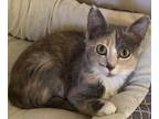 Angel Domestic Shorthair Kitten Female