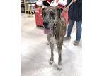 Helena Great Dane Adult Female