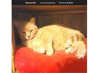 Yellow American Shorthair Senior Female