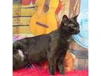 Silvis Domestic Shorthair Adult Male