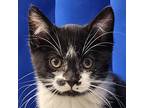 Brutus Domestic Shorthair Young Male