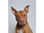 Red American Pit Bull Terrier Adult Male