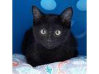 Spicy McChicken Domestic Shorthair Kitten Female