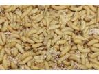 Live Wax Worms Beemoth Bait Ice Fishing Bee moth bird Reptile Food waxworms