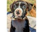 Adam American Pit Bull Terrier Puppy Male