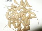 100 count. mousies.mousees. grubs. Maggots. Fishing, Ice Fishing, Live Bait