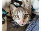 Woody Domestic Shorthair Kitten Male