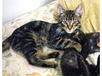 KITTEN JOEY GRAY Domestic Mediumhair Kitten Male