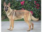 Elvis von Elbe German Shepherd Dog Young Male