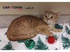 Dave Domestic Shorthair Kitten Male