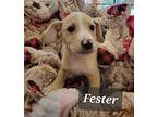 Fester Puppy Male