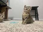 Berkley Domestic Shorthair Kitten Female