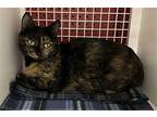 Bug Domestic Shorthair Adult Female