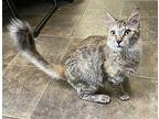 Charlie (friendly) Domestic Mediumhair Young Female