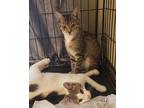 Tinker Domestic Shorthair Kitten Female